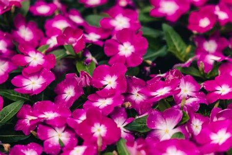 Departments Flowering Vinca Cora® Magenta Halo Cell Pack