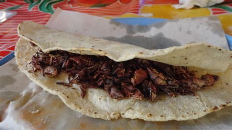 Globo cavar federación tacos con chapulines Típico Agregar Ser amado