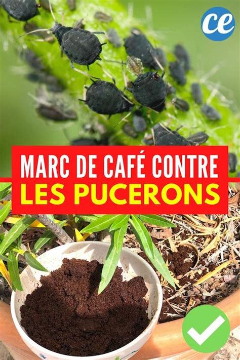 Comment Utiliser le Marc de Café Contre les Pucerons