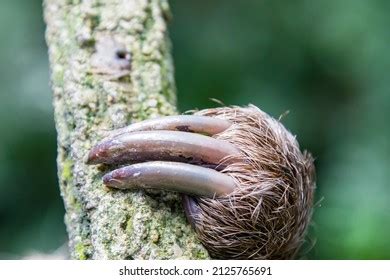 1,532 Sloth claw Images, Stock Photos & Vectors | Shutterstock