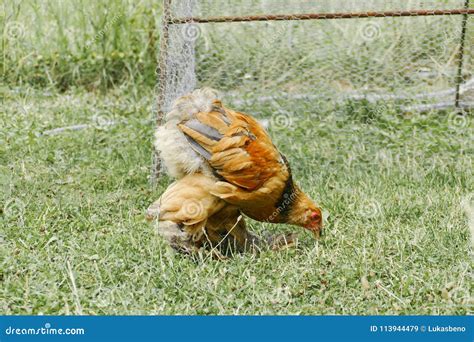 Hens Feed On The Traditional Rural Barnyard Hen Standing In Grass On