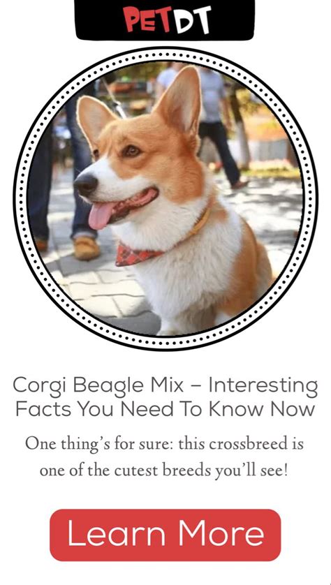 Corgi Beagle Mix All You Need To Know