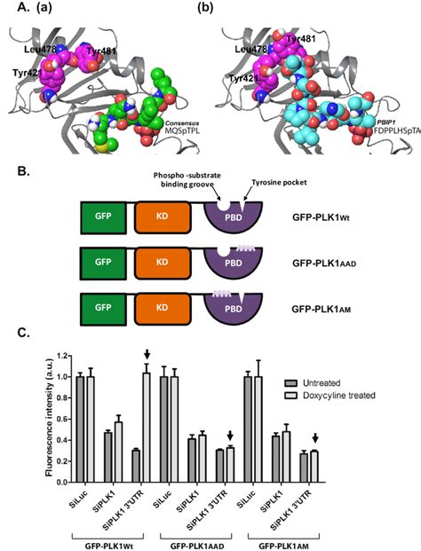 Mutations Ablating The Tyr Pocket Of The Plk1 Pbd Inhibit Cell