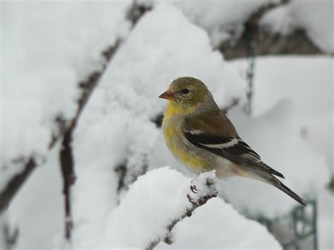 Goldfinch ~R. Reynolds | Pet birds, Beautiful creatures, Birds butterflies