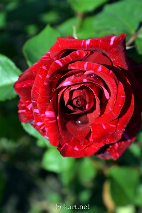 Роза с полосками | Flowers, Beautiful flowers, Rose