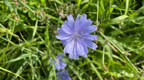 41 Flowering Weeds With Picture Identification