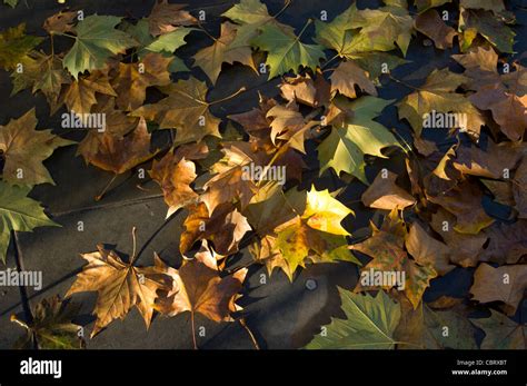 London, England. Sycamore (London Plane Tree) leaves in autumn dappled ...