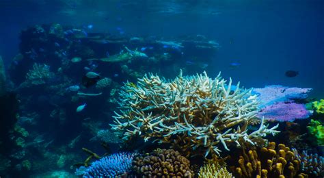 The Great Barrier Reef Pollution