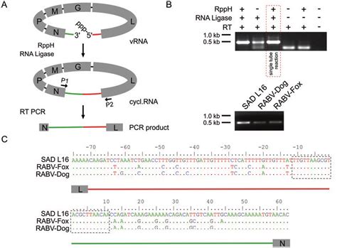 Determination Of Virus Leader And Trailer Sequences By RNA T4