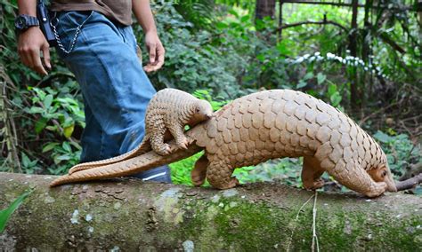 Pangopups All About Baby Pangolins Pangolin Crisis Fund