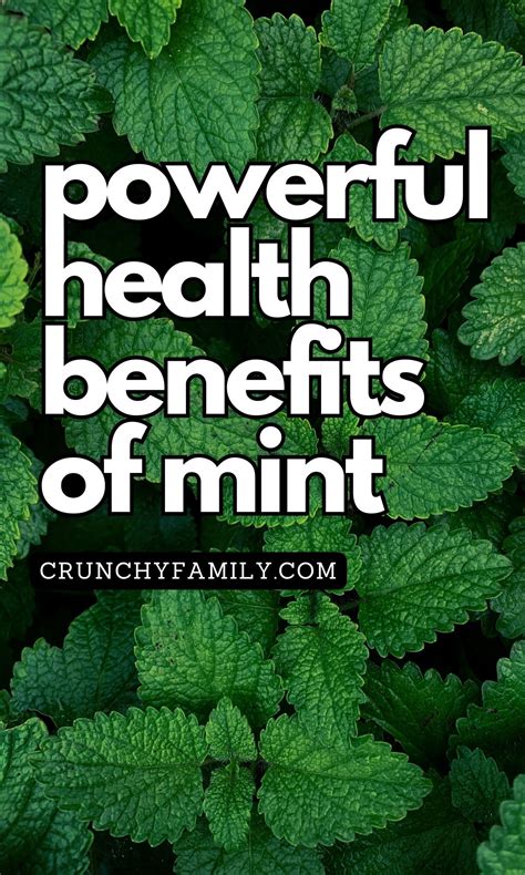 14 Powerful Health Benefits Of Mint