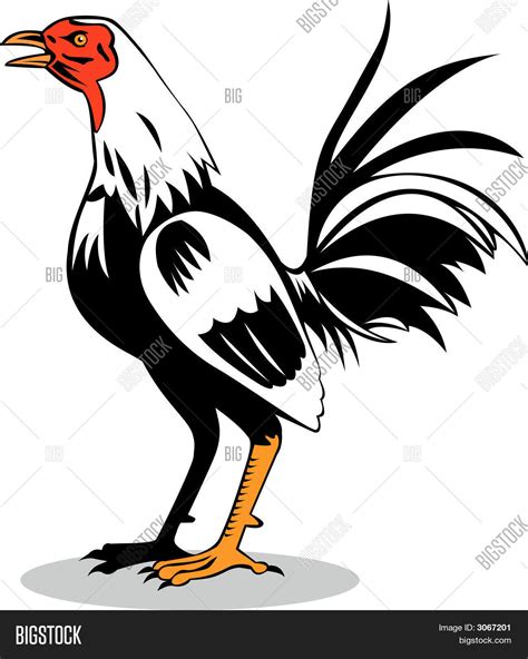 Vector Y Foto Gallo De Pelea Prueba Gratis Bigstock