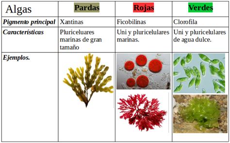 Biolog A Y Geolog A Eso Clasificaci N De Los Seres Vivos