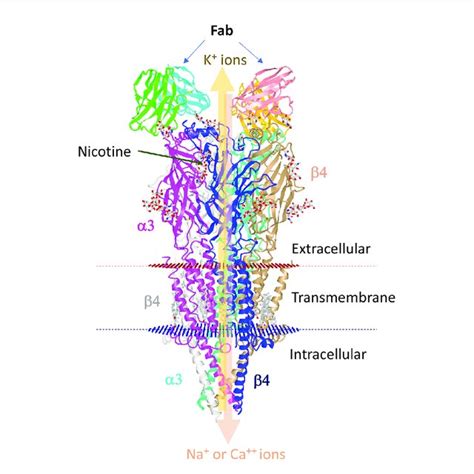 Structure Of Human A B Nachr Complexes With Nicotine The Human