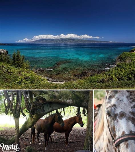 Maui Horseback Tours - Location, Information, and Recommendations