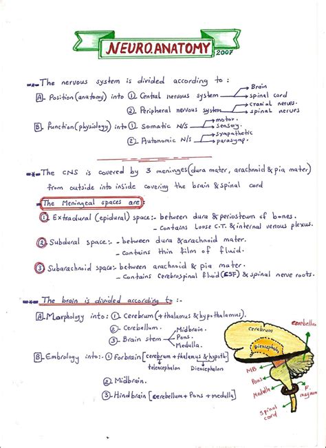 Solution Neuroanatomy Studypool