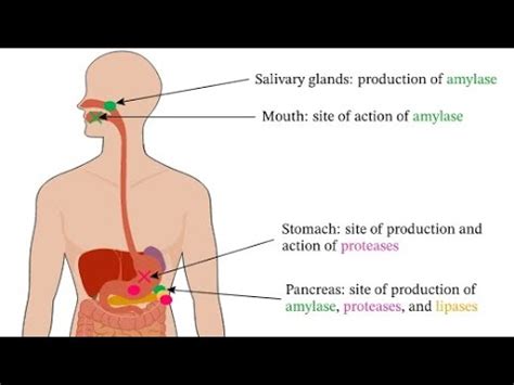 Digestive Enzymes Introduction Amylase Protease Lipase Youtube