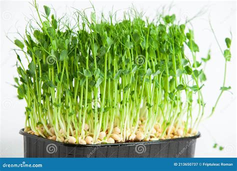 Germination Arugula On Rockwool For Hydroponic Preparing For The