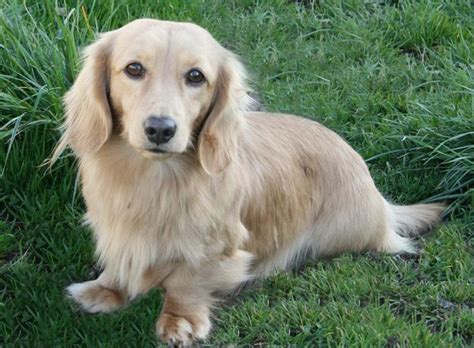 Longdox Creams Longhair English Cream Dachshund Puppies Dachshund