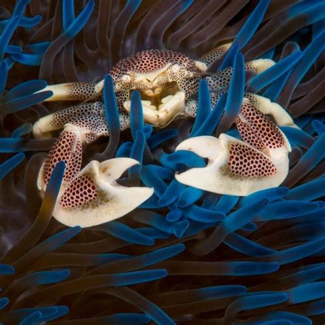 Mutualism relationship between Hemit crab and sea anemone. | Animal habitats, Deep sea creatures ...