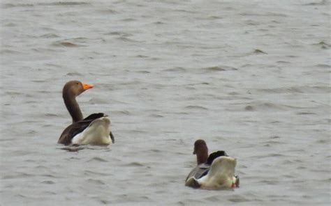 Brecknock Birds Gallery Greylag And Pink Footed Goose