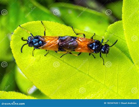 Bramble Sawflies Mating Arge Cyanocrocea Stock Photo Image Of Wild