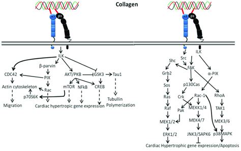 Collagen Integrin Signals In Cardiac Hypertrophic Gene Expression