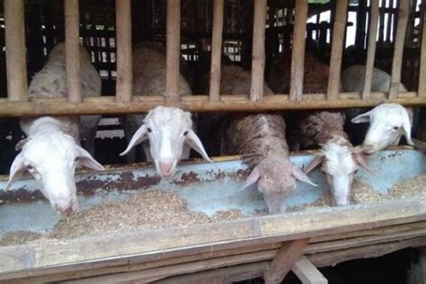 Cara Buat Kandang Kambing Kecil Cara Ternak Kambing Modern Dengan