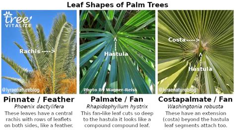 30 Different Types Of Palm Trees Their Identifying Features