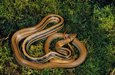 Adult Copperhead Snake Curled On Ground In Forest Stock Image Image