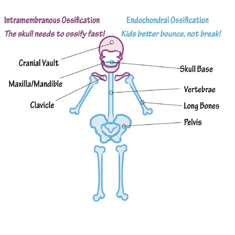 Intramembranous Ossification Vs Endochondral Ossification