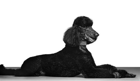 Curso Online de Peluquería Canina Pet Grooming Club