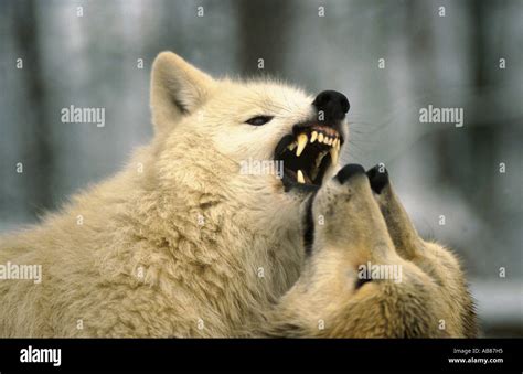 Lobo Del Rtico La Tundra El Lobo Canis Lupus Albus Mostrando Los