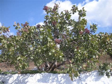 Pistachio Tree: Pictures, Images, Photos, Facts on Pistachio Trees