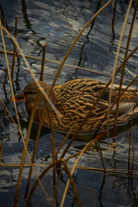 Duck in River · Free Stock Photo