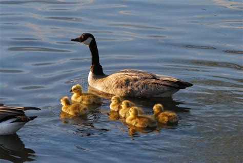 Baby Geese And Mom Stock Photo Image Of Golden Water 22883750