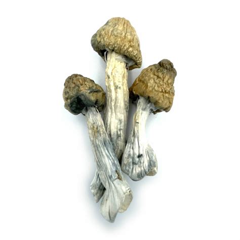 Faqs Kingston Magic Mushrooms