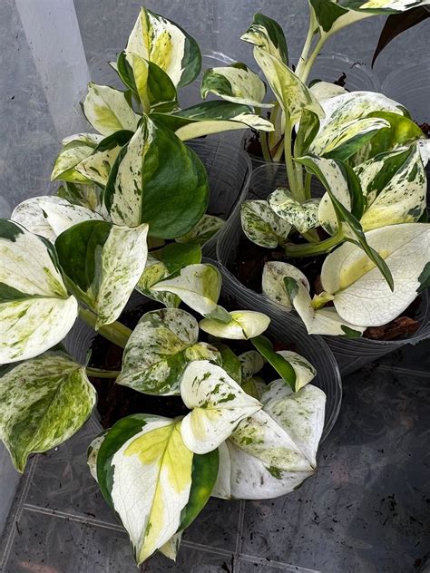 Epipremnum Aureum Japanese Global Pothos Fully Rooted Extremely Rare