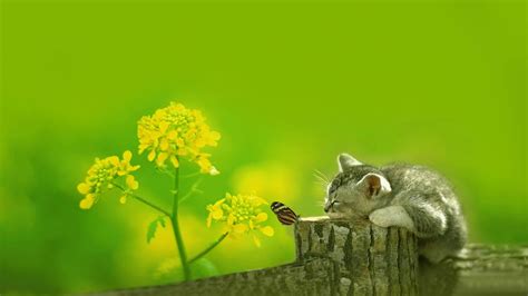 Cute Nature Wallpapers on WallpaperDog