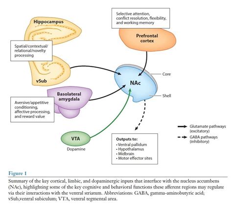 The Nucleus Accumbens – The Pleasure Center of the Brain? – SIRE299/RPP ...