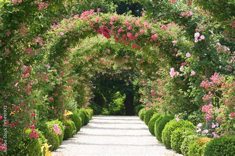 Roses Arch in the Garden Stock Photo | Adobe Stock