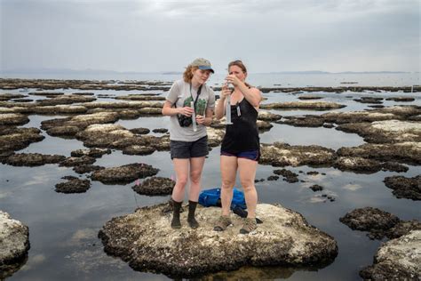 Microbialites Also Tell The Story Of The Great Salt Lakes Worrisome