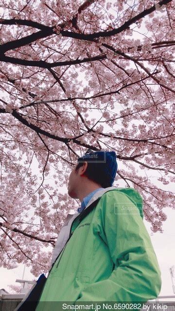 桜の木の下に立つ男性の写真・画像素材[6590282] Snapmart（スナップマート）