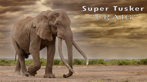 Super Tusker Elephant I Craig I Amboseli Kenya I YouTube