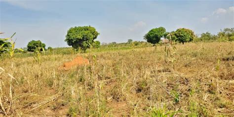 20 Acres Of Farmland For Sale In Nakasongola At 4m Per Acre Uganda