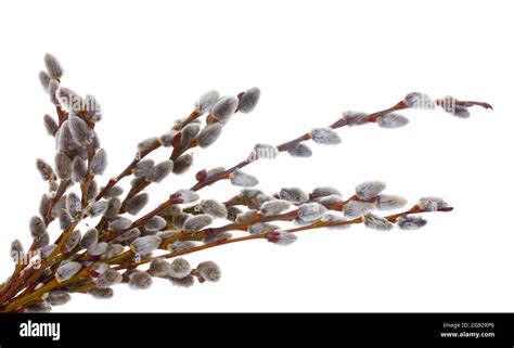 Pussy Willow Twigs Isolated On White Stock Photo Alamy