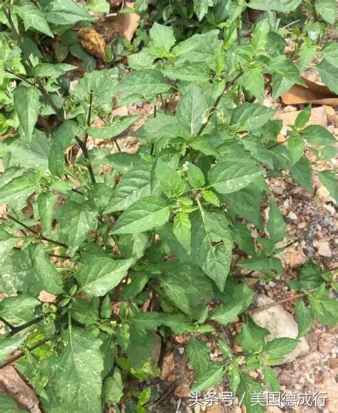 農村的這種野菜，不僅甘甜好吃還能治病 每日頭條