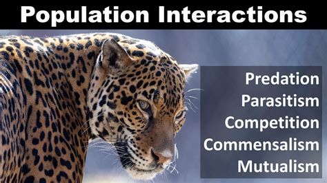 Population Interaction Predation Competition Parasitism