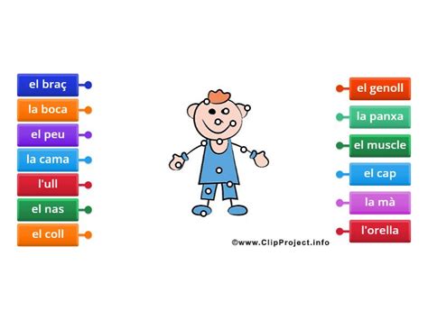 Parts Del Cos Diagrama Con Etiquetas