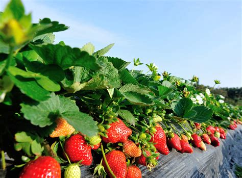 Mexican Strawberries Well Positioned In The U S Market